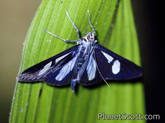 Crambid Snout Moth (Crambidae sp)