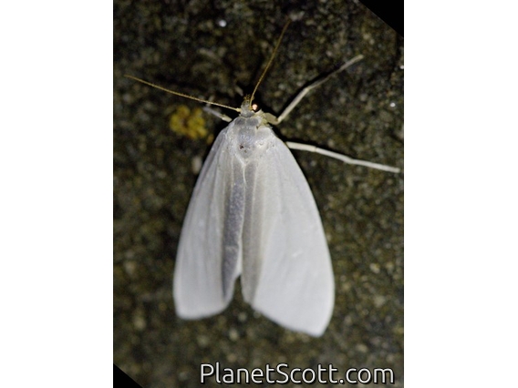 Lichen Moth (Agylla sp)