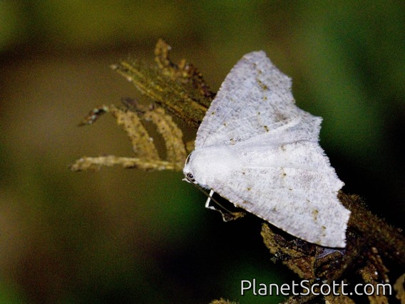 Geometer Moth (Ennominae sp)