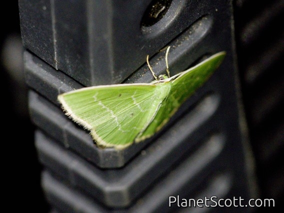 Emerald Moth (Lissochlora sp)