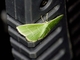 Emerald Moth (Lissochlora sp)