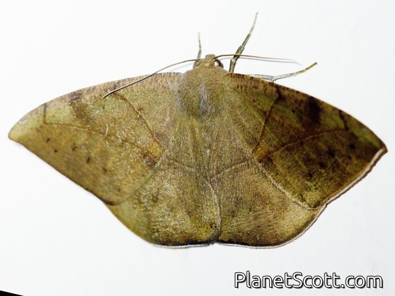 Geometer Moth (Oxydia sp)