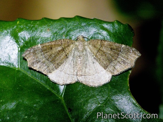 Geometer Moth (Ennominae sp)
