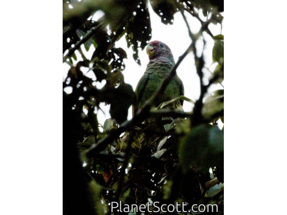 Speckle-faced Parrot (Pionus tumultuosus)