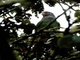 Speckle-faced Parrot (Pionus tumultuosus)