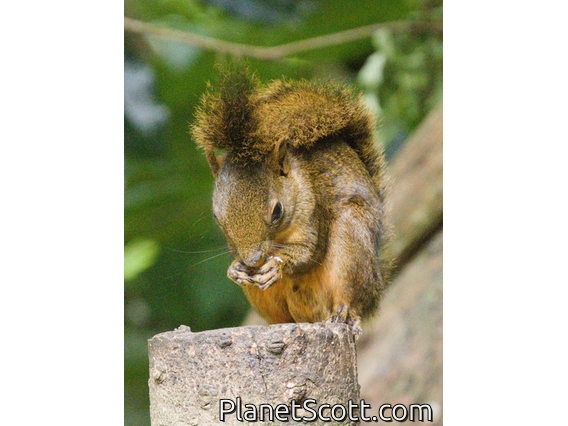 Bolivian Squirrel (Sciurus ignitus)