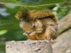 Bolivian Squirrel (Sciurus ignitus)