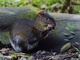 Brown Agouti (Dasyprocta variegata)