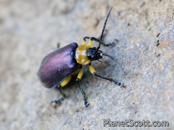 Skeletonizing Leaf Beetle (Coelomera sp)