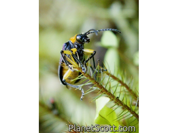 Skeletonizing Leaf Beetle (Coelomera sp)