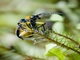 Skeletonizing Leaf Beetle (Coelomera sp)