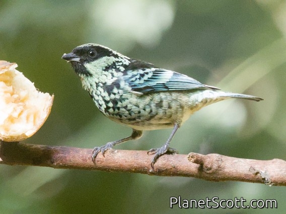 Beryl-spangled Tanager (Tangara nigroviridis)