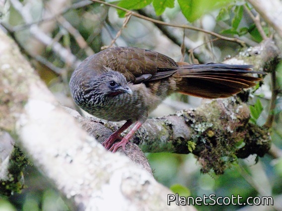 Speckled Chachalaca (Ortalis guttata)
