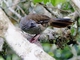 Speckled Chachalaca (Ortalis guttata)