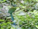 Andean Motmot (Momotus aequatorialis)