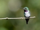 White-bellied Woodstar (Chaetocercus mulsant)