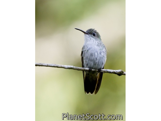 Green-and-white Hummingbird (Elliotomyia viridicauda)