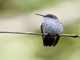 Green-and-white Hummingbird (Elliotomyia viridicauda)