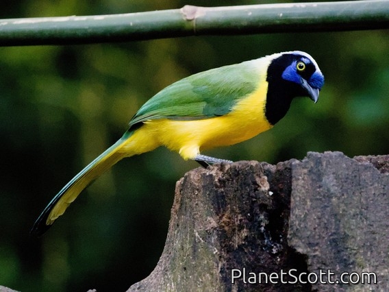Green Jay (Cyanocorax yncas)