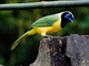 Green Jay (Cyanocorax yncas)