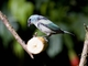Blue Dacnis (Dacnis cayana)