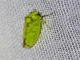 Leafhopper (Paromenia sp)