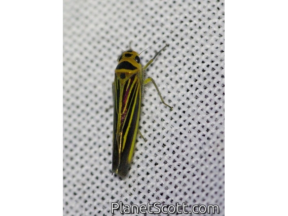 Leafhopper (Cicadellidae sp)