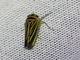 Leafhopper (Cicadellidae sp)