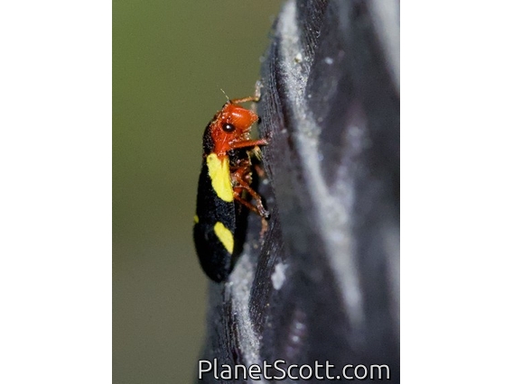 Spittlebug (Ischnorhininae sp)