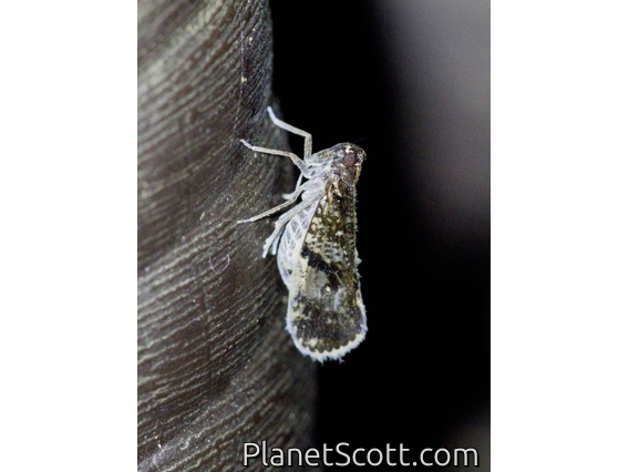 Cixiid Planthopper (Cixiinae sp)