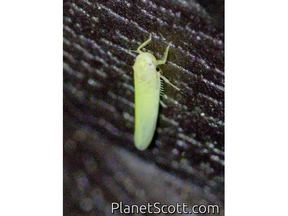 Leafhopper (Cicadellidae sp)