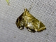 Aquatic Crambid Snout Moth (Argyractis sp)