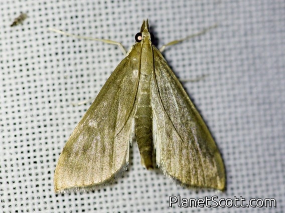 Crambid Snout Moth (Anania sp)