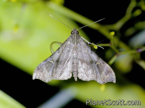 Litter Moth (Herminiinae sp)