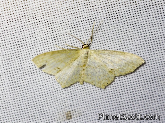 Geometer Moth (Geometridae sp)