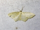 Geometer Moth (Geometridae sp)