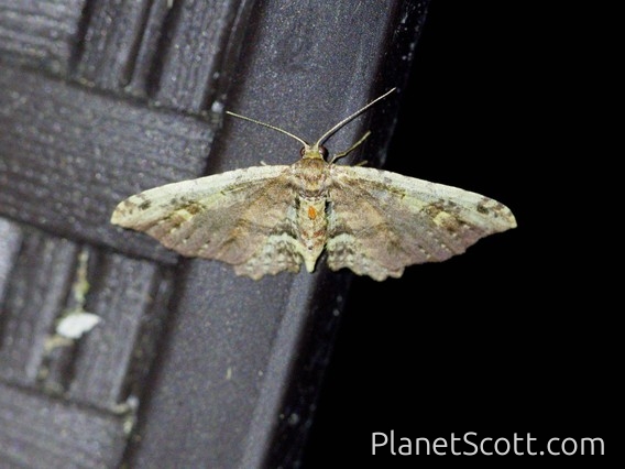 Geometer Moth (Geometridae sp)