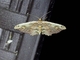 Geometer Moth (Geometridae sp)