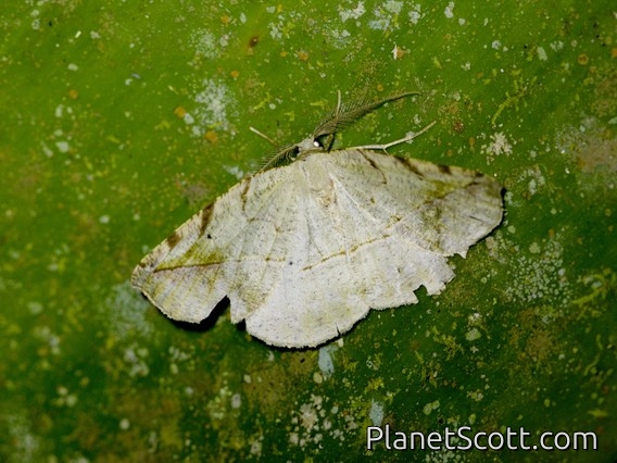 Geometer Moth (Eusarca sp)