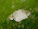 Geometer Moth (Eusarca sp)