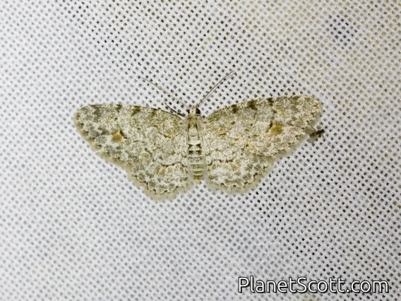 Geometer Moth (Hymenomima sp)