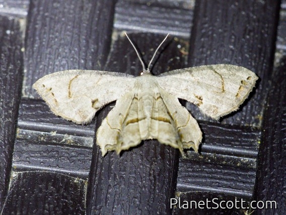 Scoopwing Moth (Epipleminae sp)