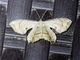 Scoopwing Moth (Epipleminae sp)