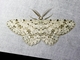 Geometer Moth (Hymenomima sp)
