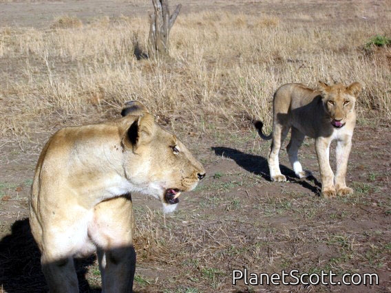 Lioness and Cub, Mikumi National Park, Tanzania