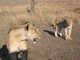 Lioness and Cub, Mikumi National Park, Tanzania