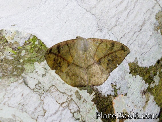 Geometer Moth (Oxydia sp)