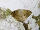 Geometer Moth (Oxydia sp)