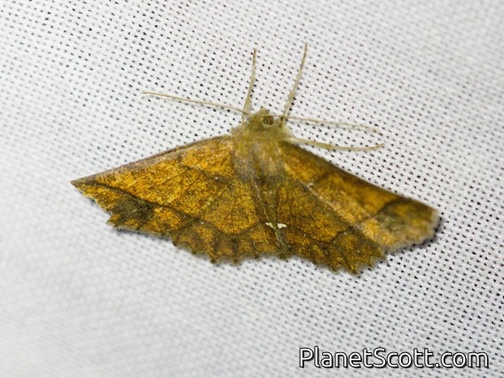 Geometer Moth (Ennominae sp)