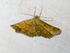 Geometer Moth (Ennominae sp)